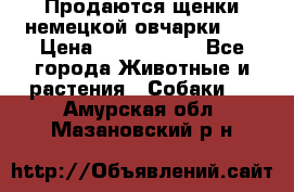 Продаются щенки немецкой овчарки!!! › Цена ­ 6000-8000 - Все города Животные и растения » Собаки   . Амурская обл.,Мазановский р-н